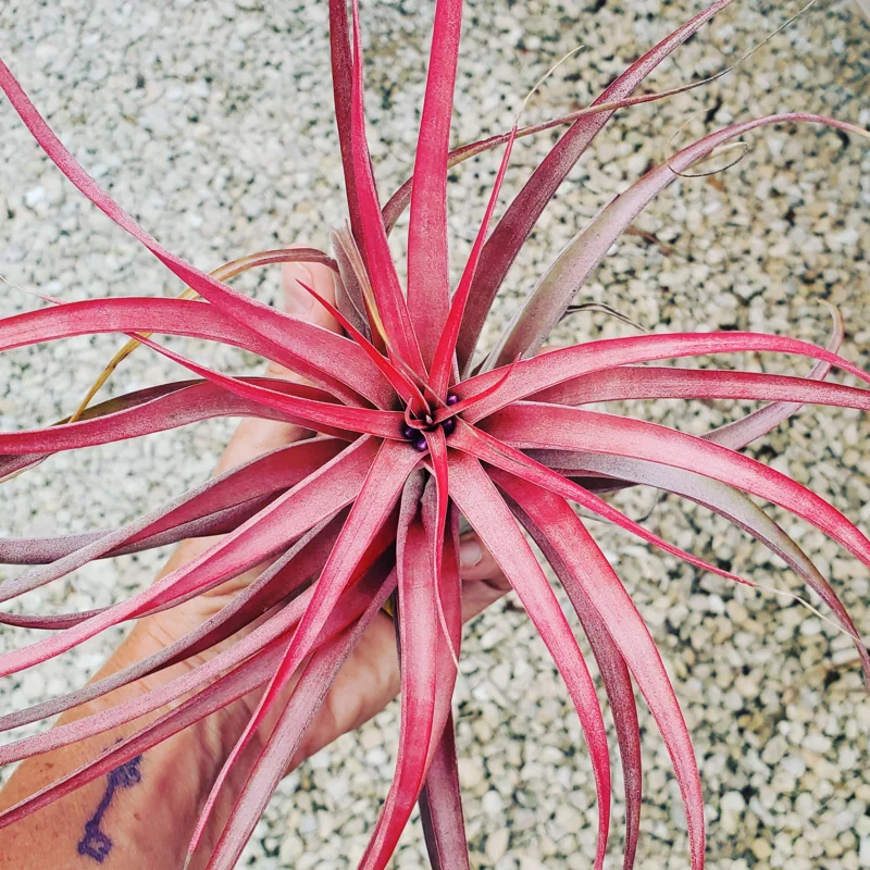 Brachycaulos Abdita Air Plant Live Plant Tillandsia for Terrariums 3-6 inches Indoor - Image 1