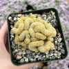Brain Cactus Live Plant - Mammillaria Cristata Crested Cactus 4 inch Pot - Image 1