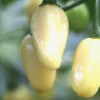 Brazilian Mini White Habanero Chili Live Plant - Super Hot Pepper - Set of 3 - Image 1