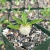 Brevicaule Rare Succulent Live Plant - Caudex in 4" Pot - Image 1