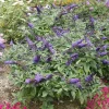 Buddleia 'Pugster Blue' Butterfly Bush Live Plant - Dwarf Shrub 5-7 Inch - 3x4 Inch Pot - Image 1