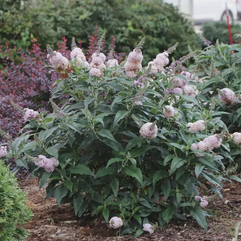 Buddleia Pugster Sorbet Live Plant – Starter Butterfly Bush – 3-5 Inch – Outdoor Shrub - Image 2