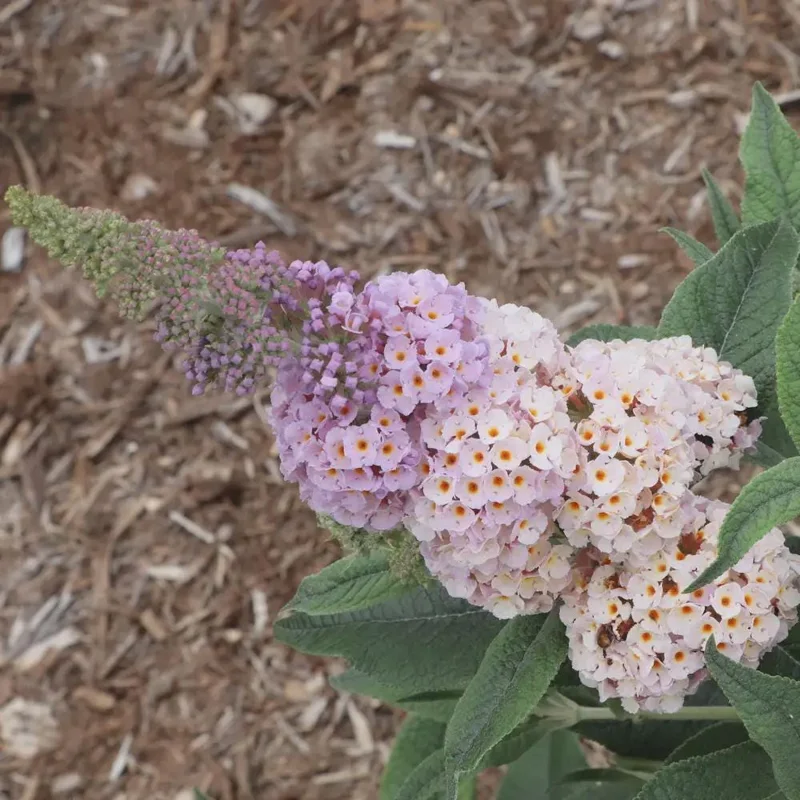 Buddleia Pugster Sorbet Live Plant – Starter Butterfly Bush – 3-5 Inch – Outdoor Shrub - Image 1