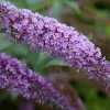 Buddleja Davidii Buzz Butterfly Bush Live Plant - Compact Shrub, 1" Plug - Image 1