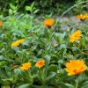 Calendula Live Plant – Well-Rooted Seedling Plug – Ready to Transplant – 1 inch Nursery Pot - Image 1