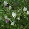 Callirhoe Alcaeoides 'Logan Calhoun' Live Plant – Starter Plant – Cup-Shaped White Flowers – Perennial - Image 1