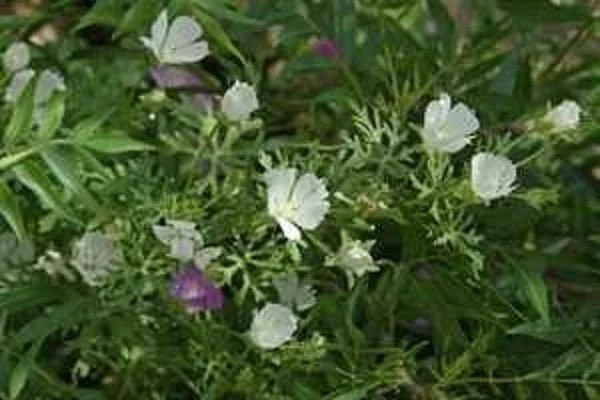 Callirhoe Alcaeoides 'Logan Calhoun' Live Plant – Starter Plant – Cup-Shaped White Flowers – Perennial - Image 1