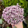 Callisia Repens Pink Lady Live Plant – Creeping Inch Plant – 2" 4" 6" Pot – Indoor - Image 1