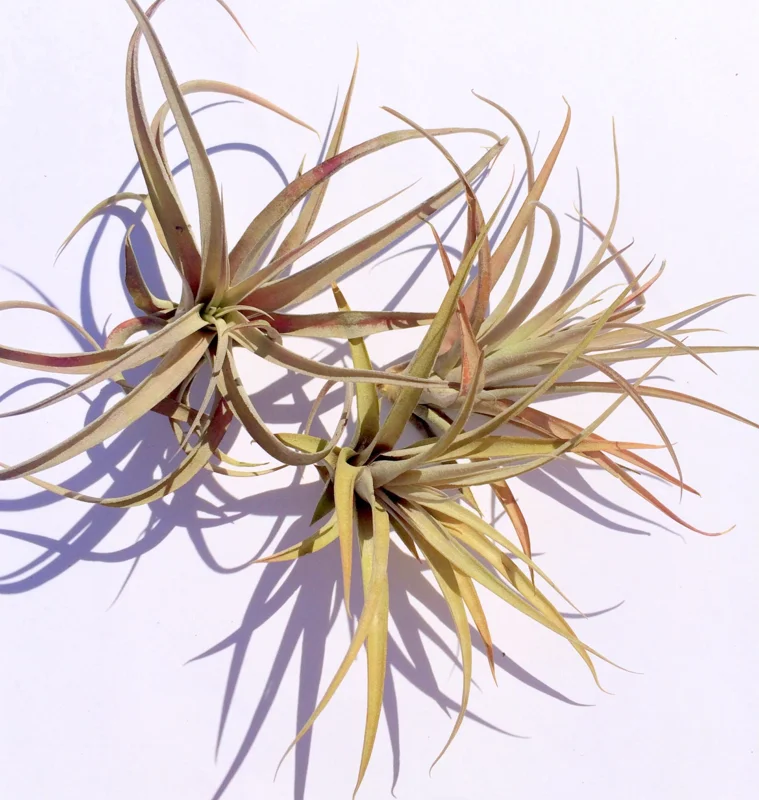 Capitata Peach Air Plant Live Tillandsia - 12-16 Inch Easy Care Houseplant - Image 2