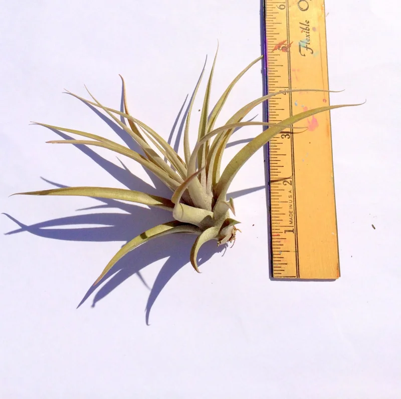 Capitata Peach Air Plant Live Tillandsia - 12-16 Inch Easy Care Houseplant - Image 3