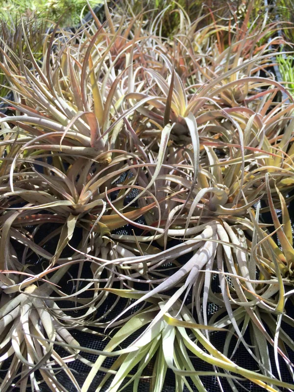 Capitata Peach Air Plant Live Tillandsia - 12-16 Inch Easy Care Houseplant - Image 4