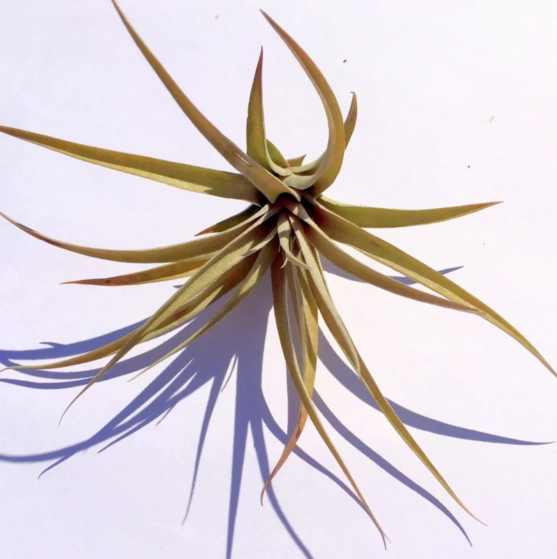 Capitata Peach Air Plant Live Tillandsia - 12-16 Inch Easy Care Houseplant - Image 1