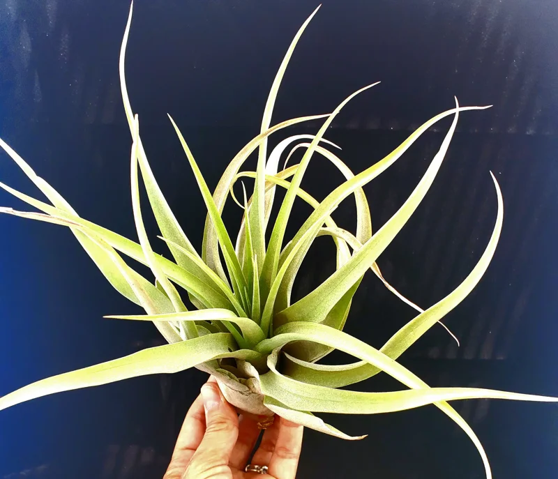 Capitata Peach Air Plant Live Tillandsia - 12-16 Inch Easy Care Houseplant - Image 5