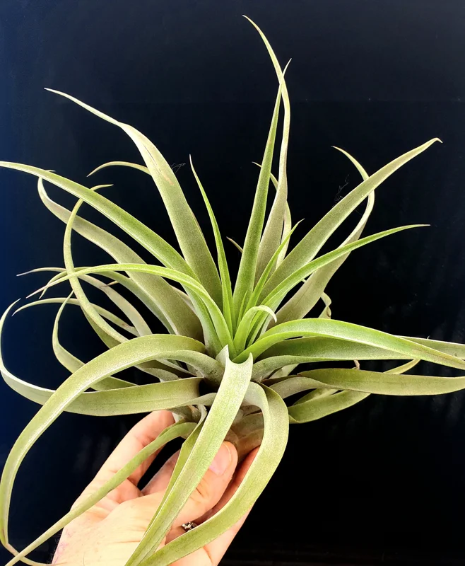 Capitata Peach Air Plant Live Tillandsia - 12-16 Inch Easy Care Houseplant - Image 6