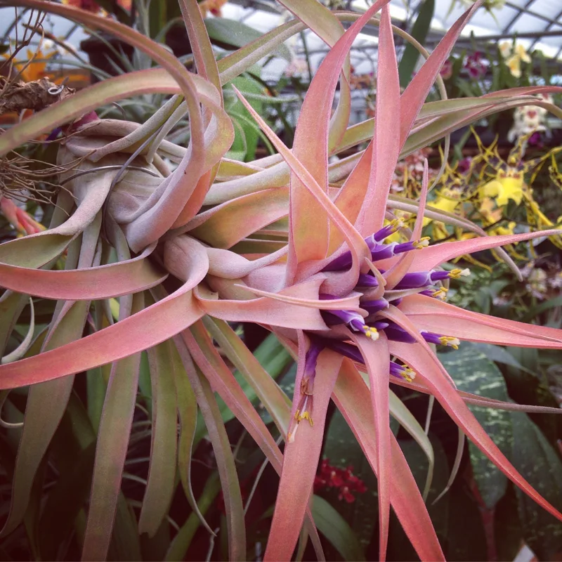 Capitata Peach Air Plant Live Tillandsia - 12-16 Inch Easy Care Houseplant - Image 7