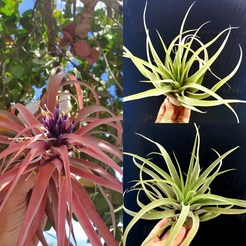Capitata Peach Air Plant Live Tillandsia - 12-16 Inch Easy Care Houseplant - Image 8