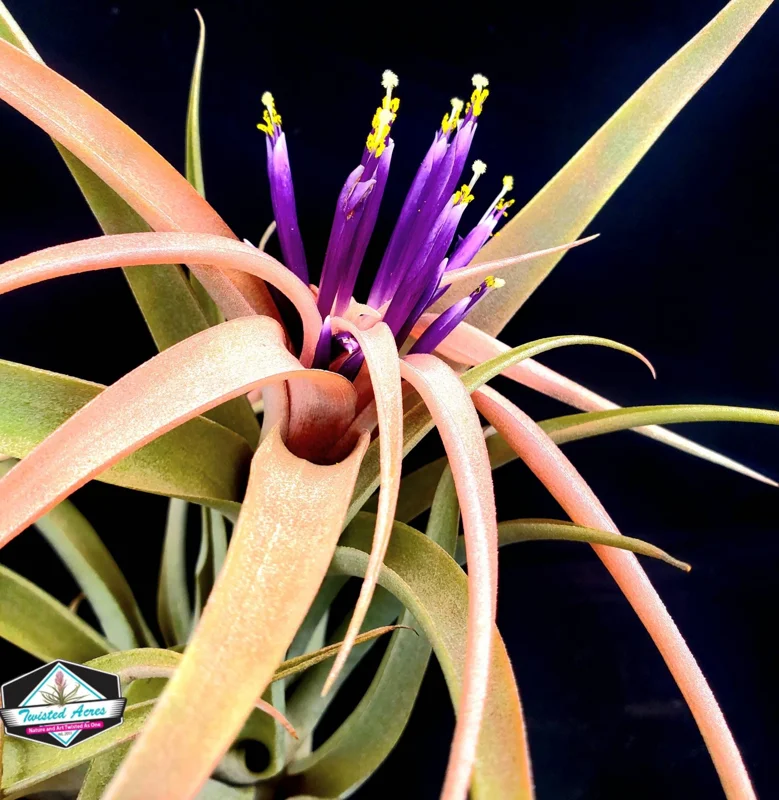 Capitata Peach Air Plant Live Tillandsia - 12-16 Inch Easy Care Houseplant - Image 9