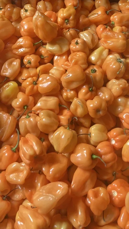Caribbean Orange Habanero Chili Live Plant - Super Hot Pepper (Lot of 3) - Image 2