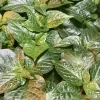 Caribbean Orange Habanero Chili Live Plant - Super Hot Pepper (Lot of 3) - Image 1