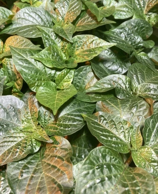 Caribbean Orange Habanero Chili Live Plant - Super Hot Pepper (Lot of 3) - Image 1