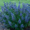 Caryopteris 'Beyond Midnight' Bluebeard Live Plant - Starter 6-8 Inch - Image 1