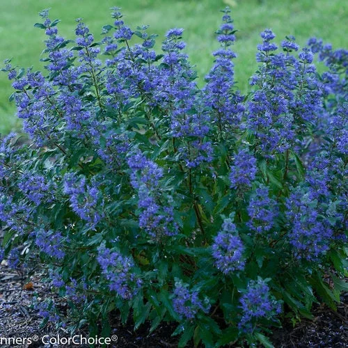 Caryopteris 'Beyond Midnight' Bluebeard Live Plant - Starter 6-8 Inch - Image 1