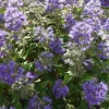 Caryopteris 'Grand Bleu' Bluebeard Live Plant – 3-4 Inch Starter - Image 1