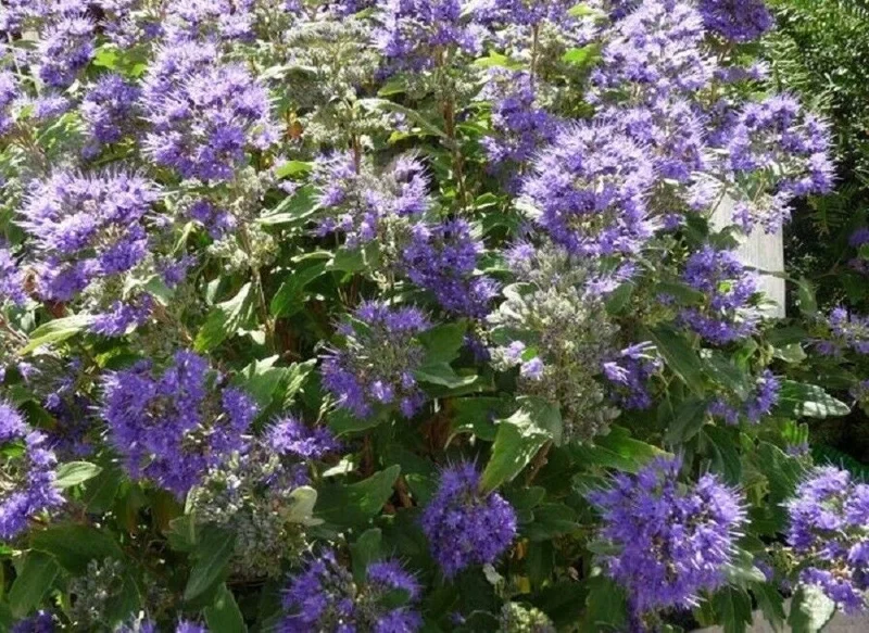 Caryopteris 'Grand Bleu' Bluebeard Live Plant – 3-4 Inch Starter - Image 1