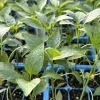 Cayenne Long Slim Red Chili Pepper Live Plants - 3 Pack, Super Hot, 75 Days Old, Vegetable - Image 1