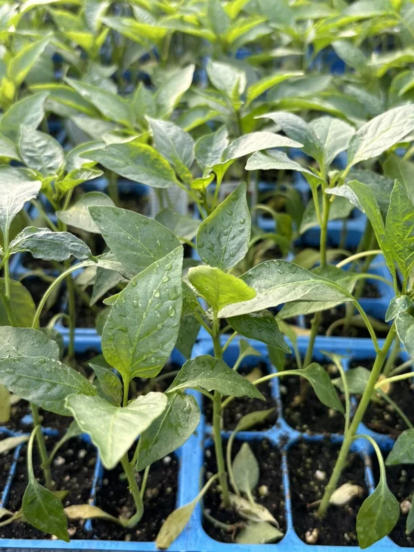 Cayenne Long Slim Red Chili Pepper Live Plants - 3 Pack, Super Hot, 75 Days Old, Vegetable - Image 1