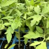 Celebrity Tomato Live Plants - 4-Pack, 6-10 Inches, 60+ Days Old, Outdoor Vegetable - Image 1