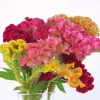 Celosia Supercrest Mix Live Plant Plug - Well-Rooted, Annual, 36-48 in Tall - Image 1