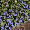 Ceratostigma Plumbaginoides Live Plant – Hardy Plumbago – Starter Plant – 2.5x3.5 inch pot – Outdoor Perennial - Image 1