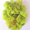 Chartreuse Reindeer Moss Decor 1 OZ Bag - Preserved Craft Moss - Image 1