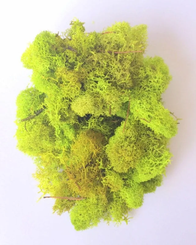 Chartreuse Reindeer Moss Decor 1 OZ Bag - Preserved Craft Moss - Image 1