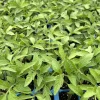 Cherokee Purple Tomato Live Plants - 2 Pack, 6-10 inches, Vegetative Stage - Image 1