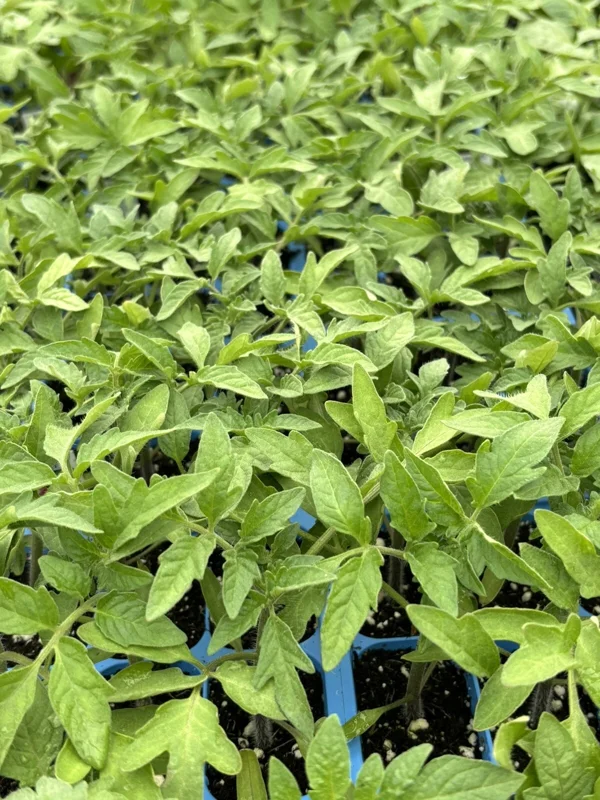 Cherokee Purple Tomato Live Plants - 2 Pack, 6-10 inches, Vegetative Stage - Image 1