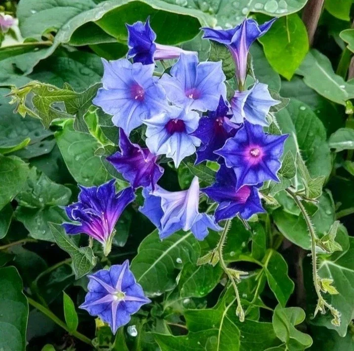 Chilean Morning Glory Seeds - 100pcs Mixed Color Blooms, Perennial Outdoor - Image 2