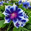 Chilean Morning Glory Seeds - 100pcs Mixed Color Blooms, Perennial Outdoor - Image 1