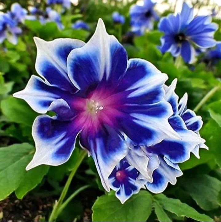 Chilean Morning Glory Seeds - 100pcs Mixed Color Blooms, Perennial Outdoor - Image 1
