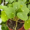 Chinese Money Plant (Pilea Peperomioides) Live Houseplant - 2.5 Inch Pot - Image 1