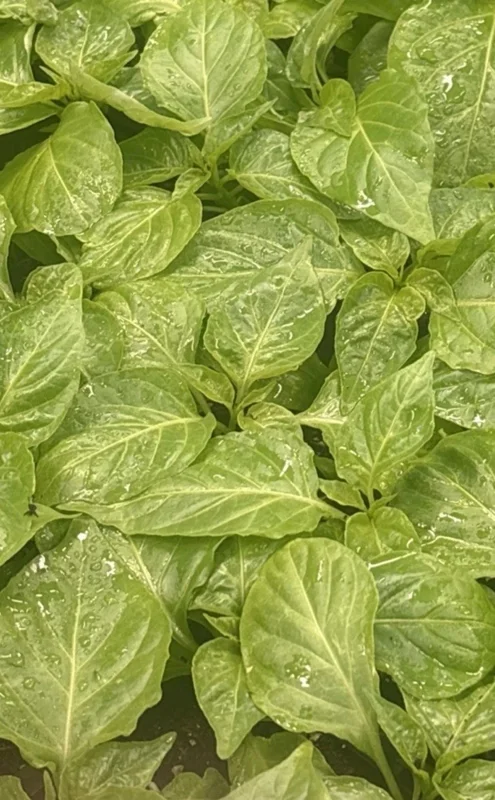 Chocolate Dragon's Breath Super Hot Pepper Live Plants - 3 Pack, 75+ Days Old - Image 2
