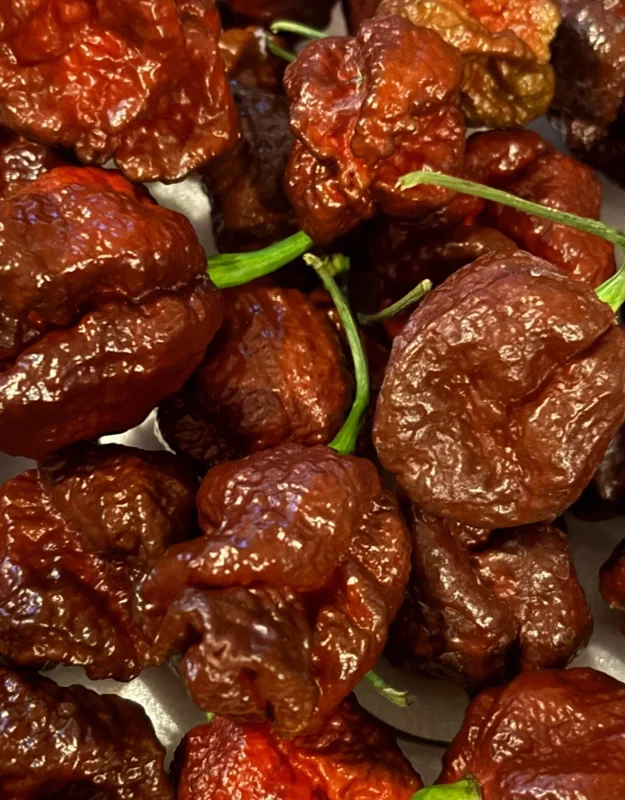 Chocolate Dragon's Breath Super Hot Pepper Live Plants - 3 Pack, 75+ Days Old - Image 1