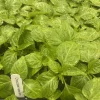 Chocolate Habanero Super Hot Pepper Live Plants - Lot of 3, 75+ Days Old - Image 1