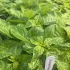 Chocolate Reaper Scorpion Pepper Live Plants - Super Hot - 3 Pack, 75+ Days Old - Image 1