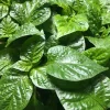 Choose Your Own 4-Pack Super Hot Pepper Live Plants - 75+ Days Old, Vegetative Stage - Image 1
