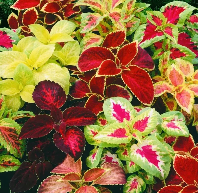 Coleus Rainbow Mix Flower Seeds - Non-GMO Annual for Indoor & Outdoor - Image 2