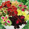 Coleus Rainbow Mix Flower Seeds - Non-GMO Annual for Indoor & Outdoor - Image 1