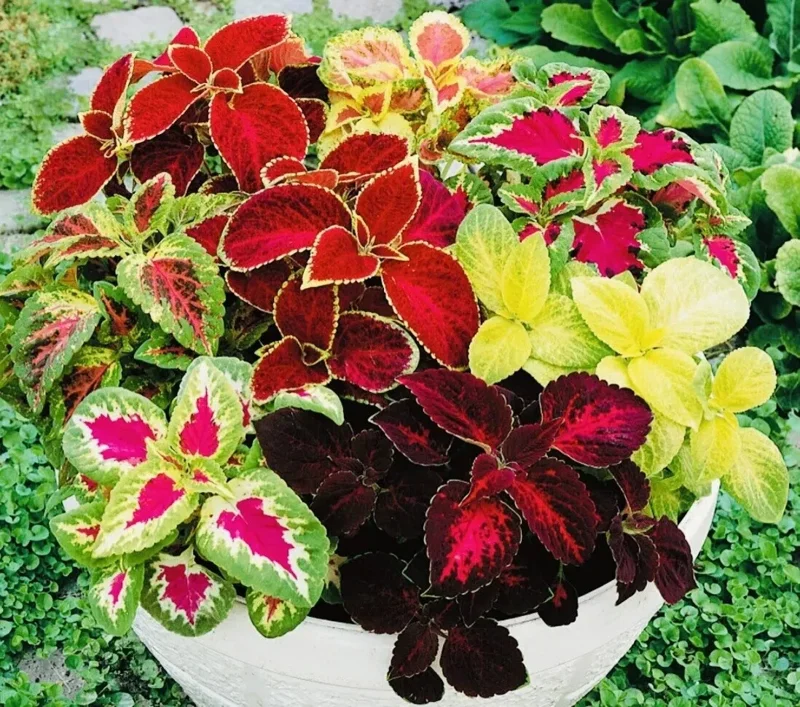 Coleus Rainbow Mix Flower Seeds - Non-GMO Annual for Indoor & Outdoor - Image 1