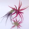 Colored Air Plant 3-Pack Tillandsia Mix Live Plants - Pink & Purple, 4-8 inches - Image 1